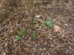 Faroa acaulis