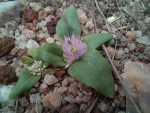 Faroa acaulis