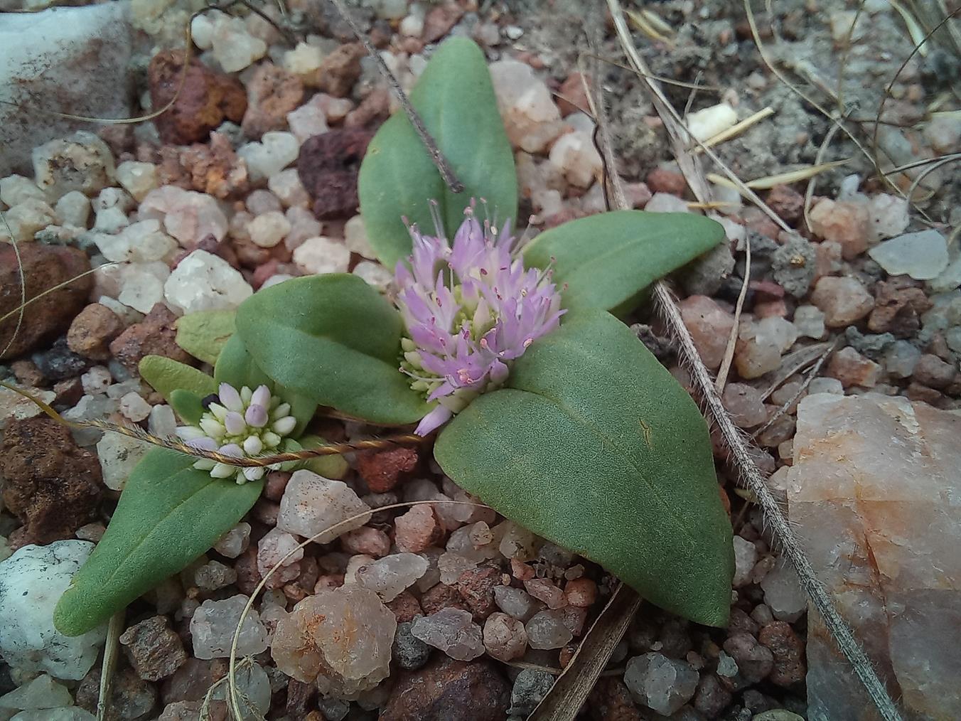 Faroa acaulis