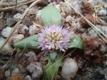 Faroa acaulis
