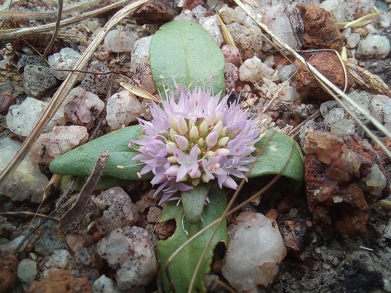 Faroa acaulis