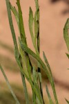 Nidorella spartioides