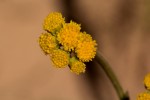 Nidorella spartioides