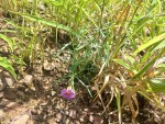 Thunbergia graminifolia