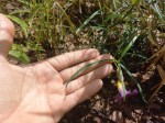 Thunbergia graminifolia
