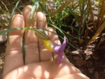 Thunbergia graminifolia