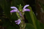Brillantaisia madagascariensis