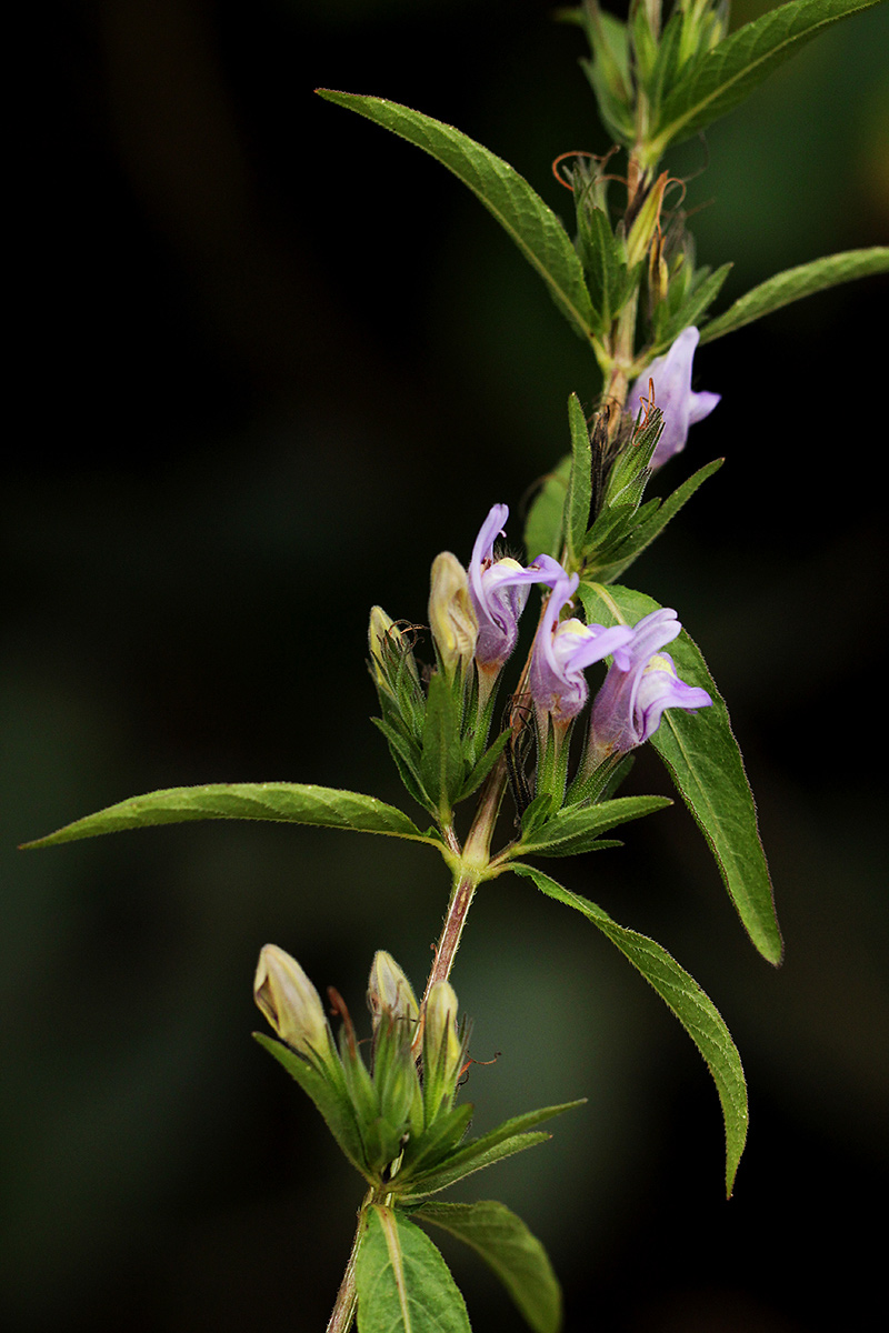 Hygrophila uliginosa Hygrophila uliginosa