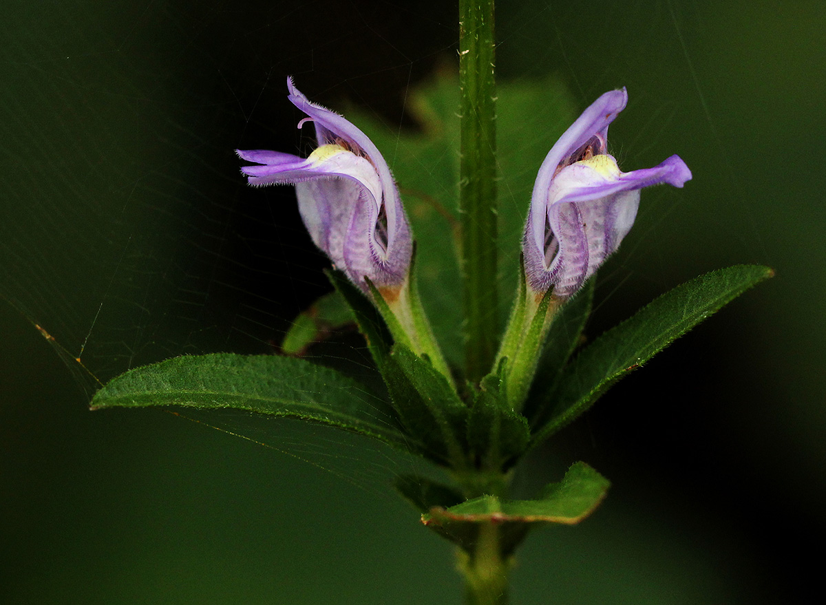 Hygrophila uliginosa Hygrophila uliginosa