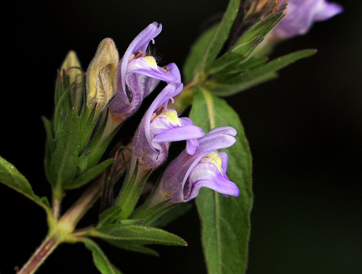 Hygrophila uliginosa Hygrophila uliginosa