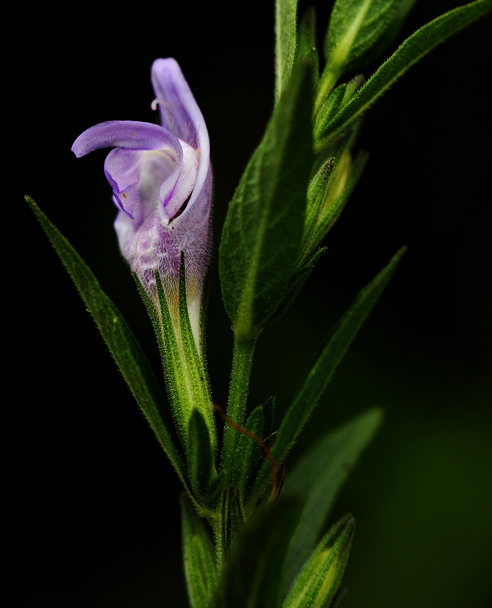 Hygrophila uliginosa Hygrophila uliginosa