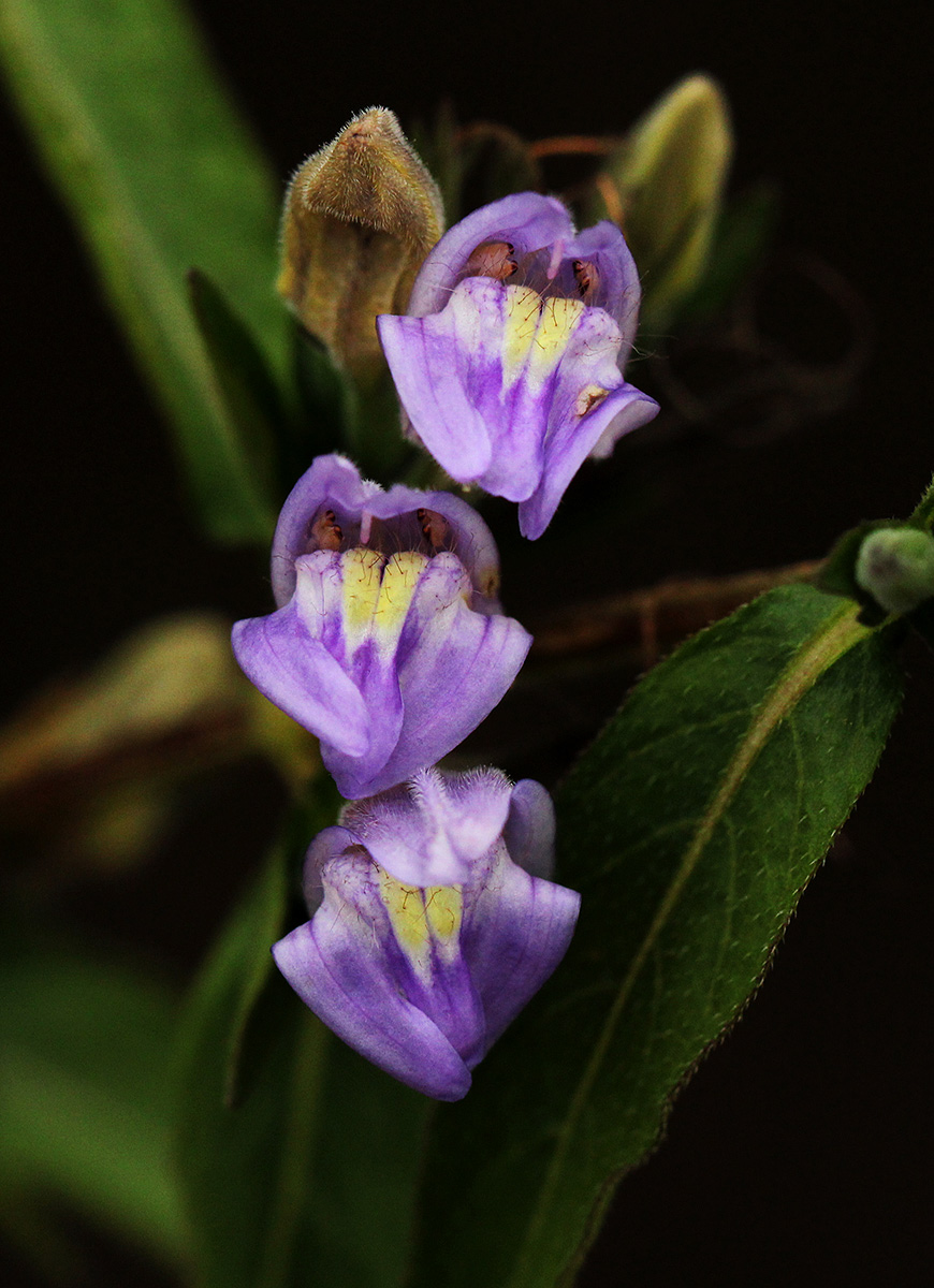 Hygrophila uliginosa Hygrophila uliginosa