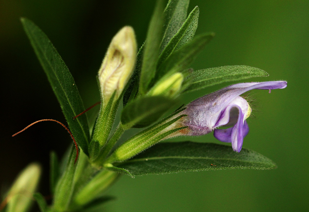Hygrophila uliginosa Hygrophila uliginosa