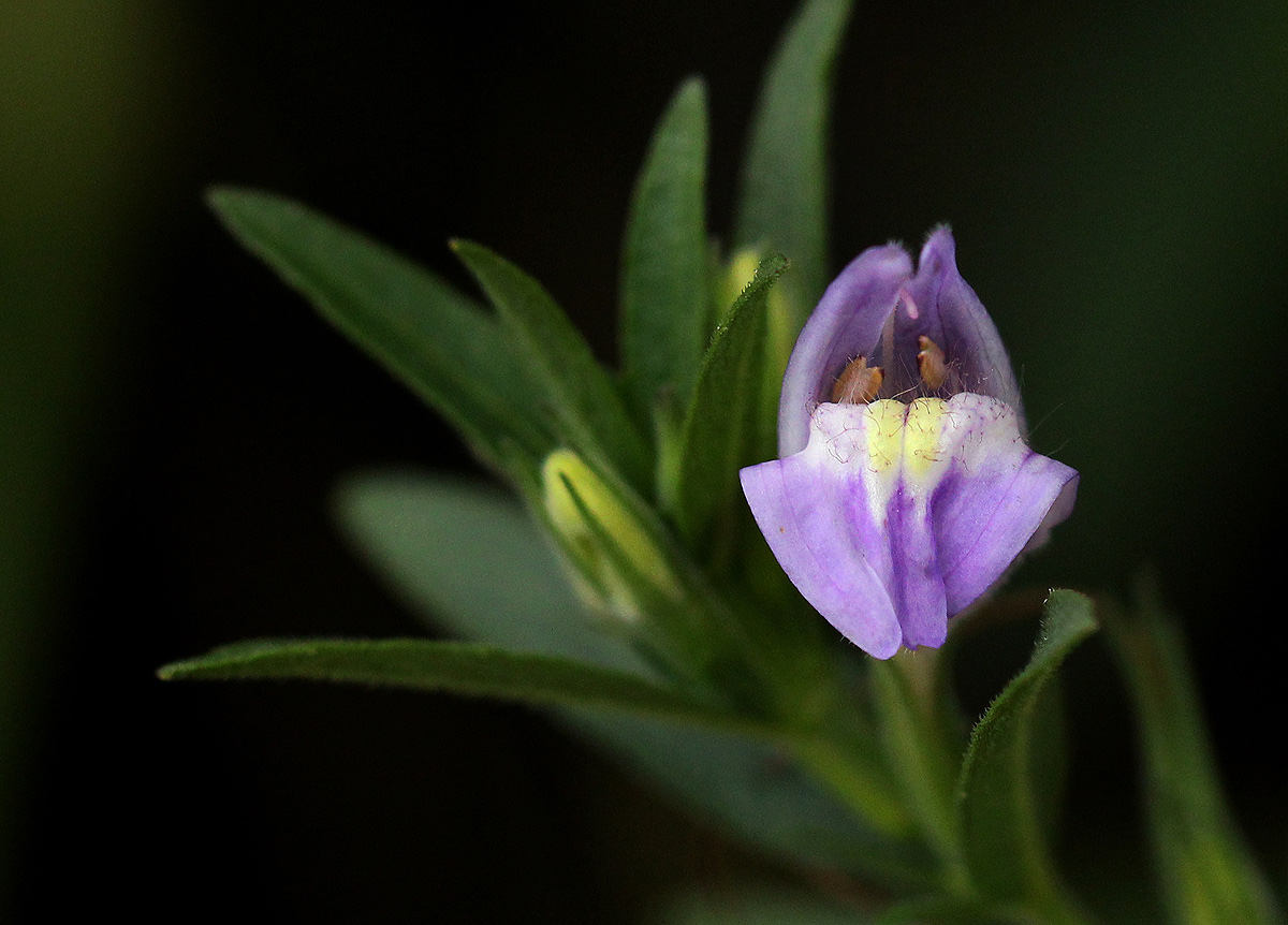 Hygrophila uliginosa Hygrophila uliginosa