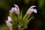 Hygrophila uliginosa