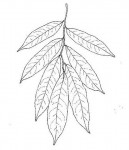 Craibia affinis