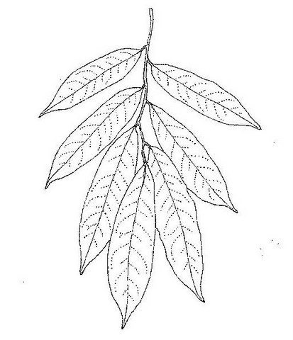 Craibia affinis