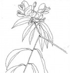 Craibia affinis