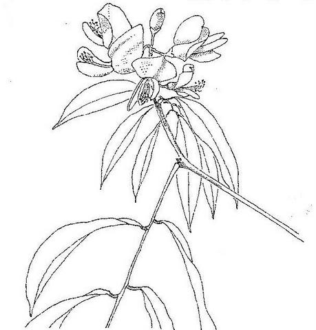 Craibia affinis