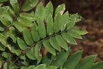 Millettia dura