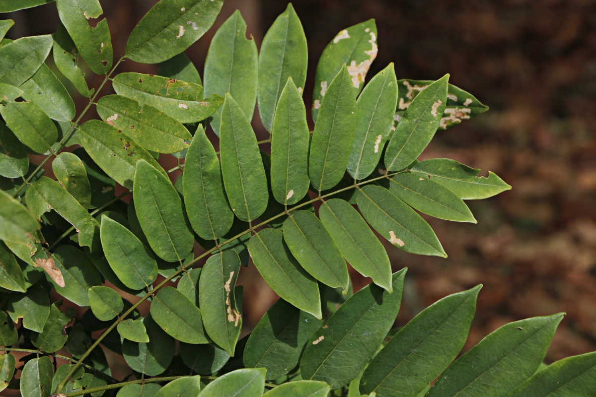 Millettia dura