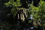 Millettia dura