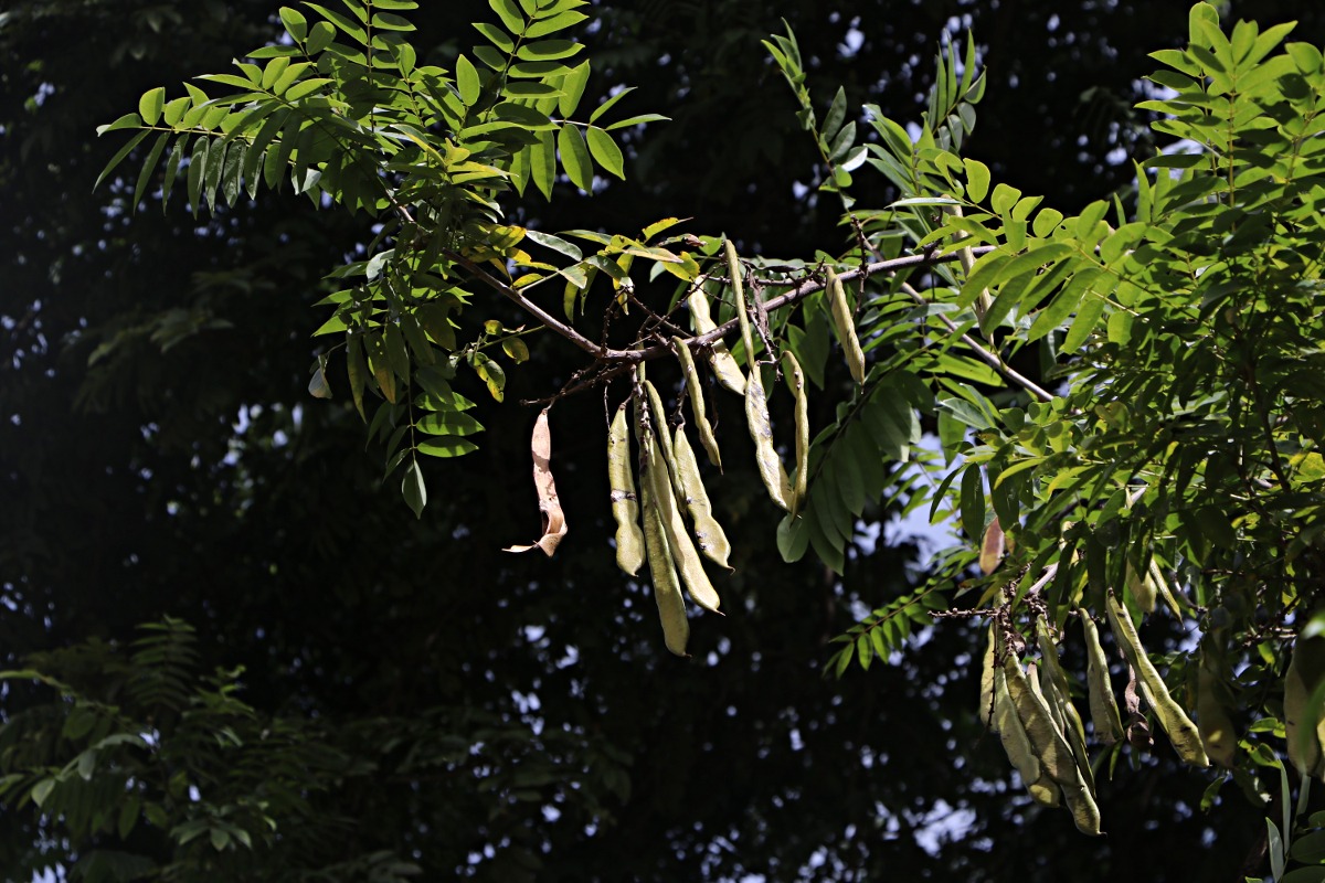 Millettia dura