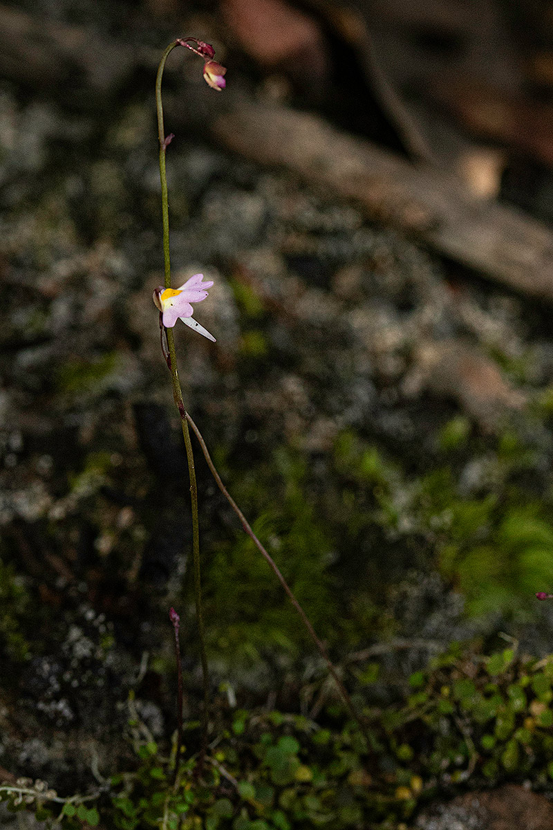 Utricularia striatula Utricularia striatula