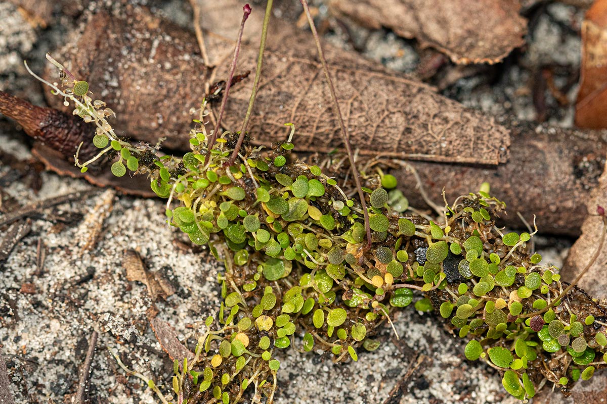 Utricularia striatula Utricularia striatula