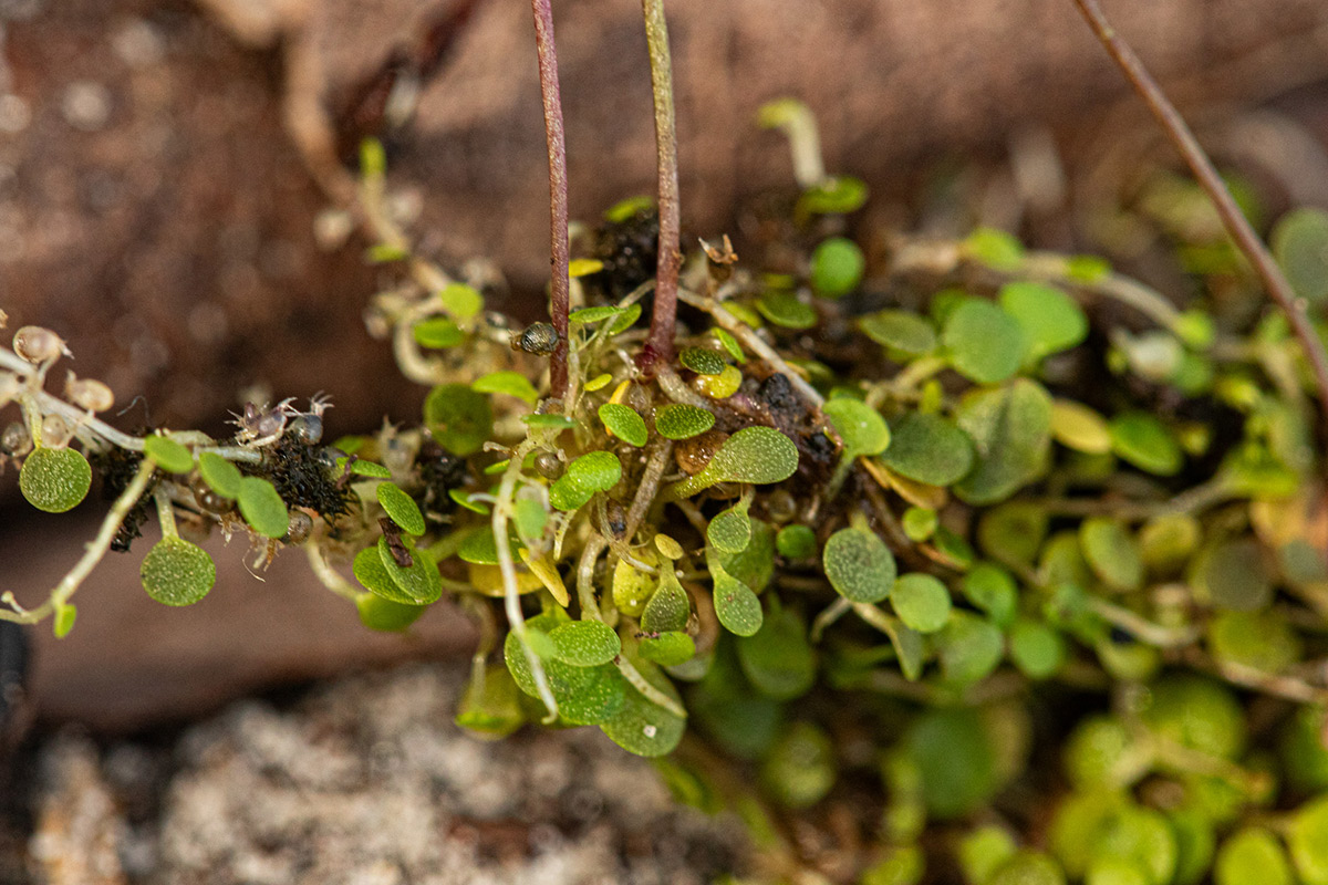 Utricularia striatula Utricularia striatula