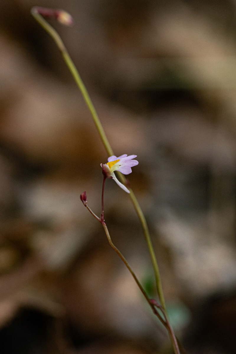 Utricularia striatula Utricularia striatula