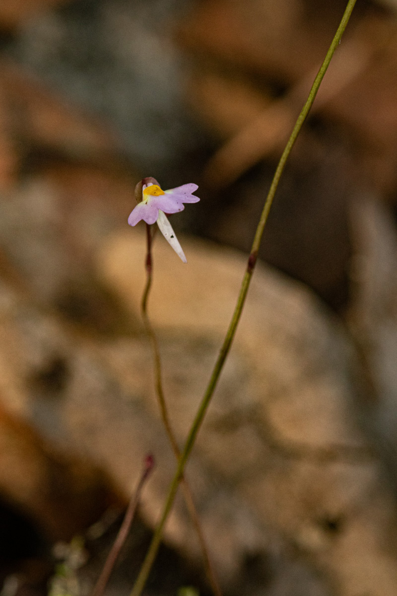 Utricularia striatula Utricularia striatula