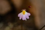 Utricularia striatula