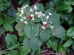 Clerodendrum capitatum