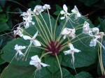 Clerodendrum capitatum