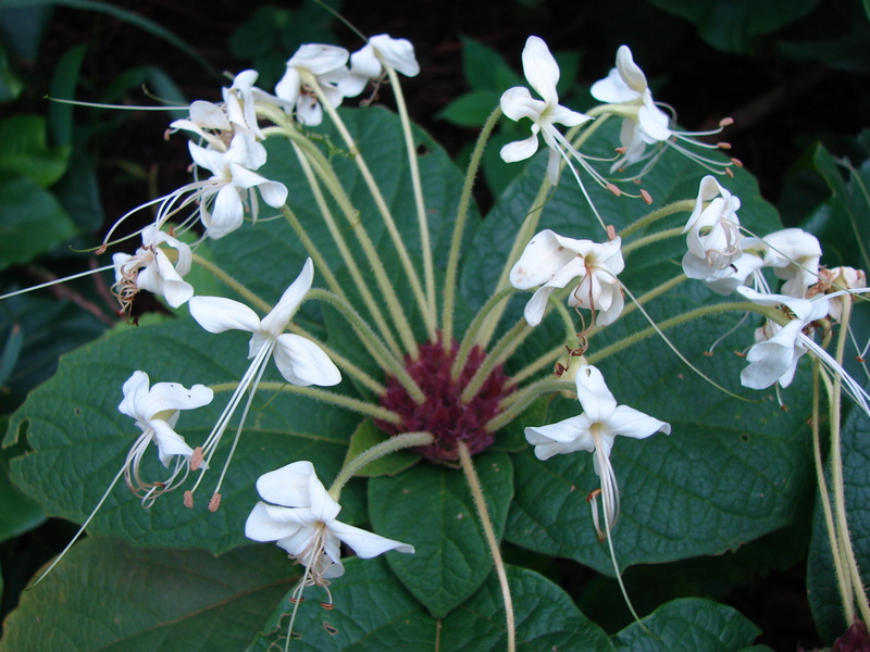 Clerodendrum capitatum
