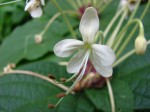 Clerodendrum capitatum