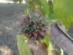 Clerodendrum capitatum
