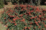 Clerodendrum splendens