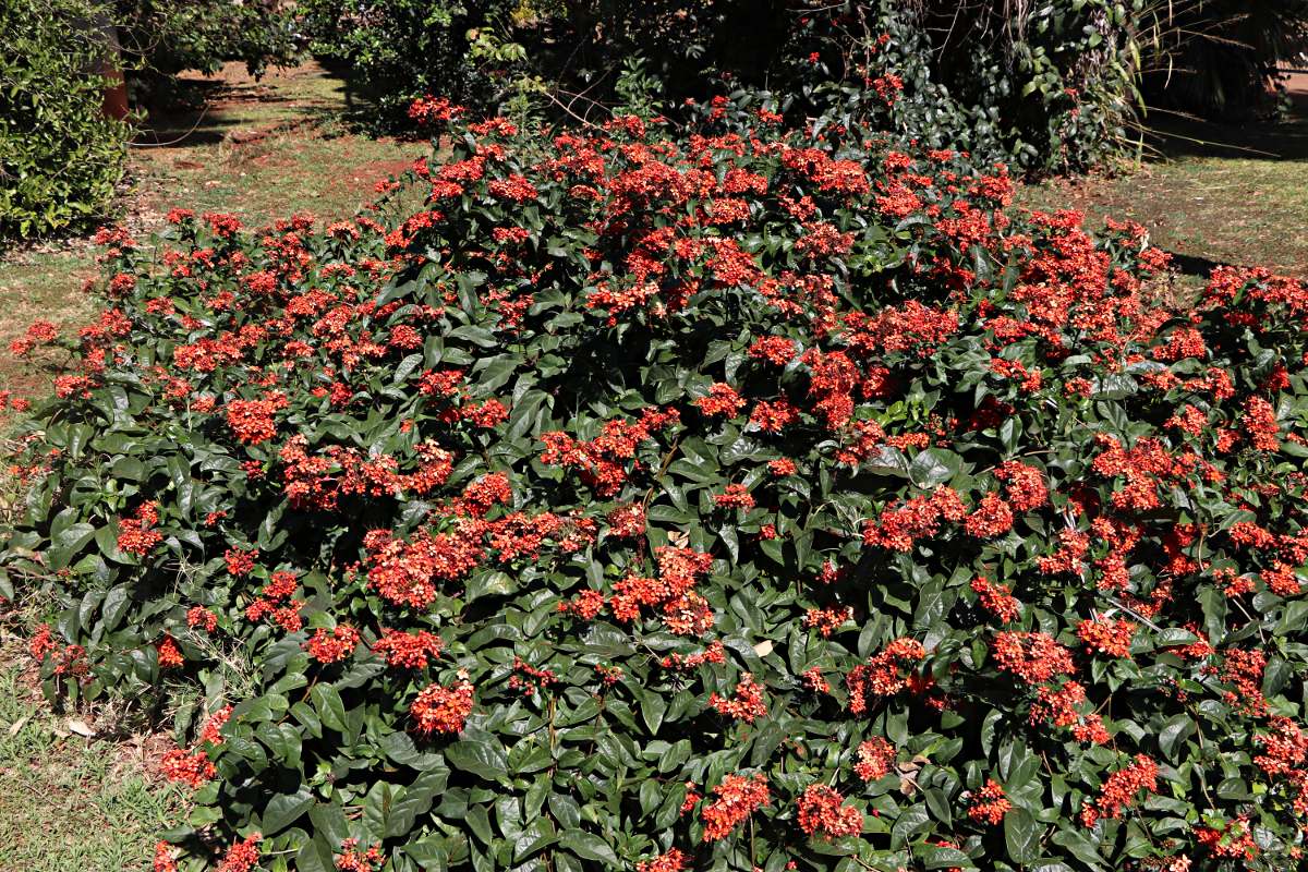 Clerodendrum splendens