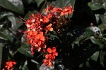 Clerodendrum splendens