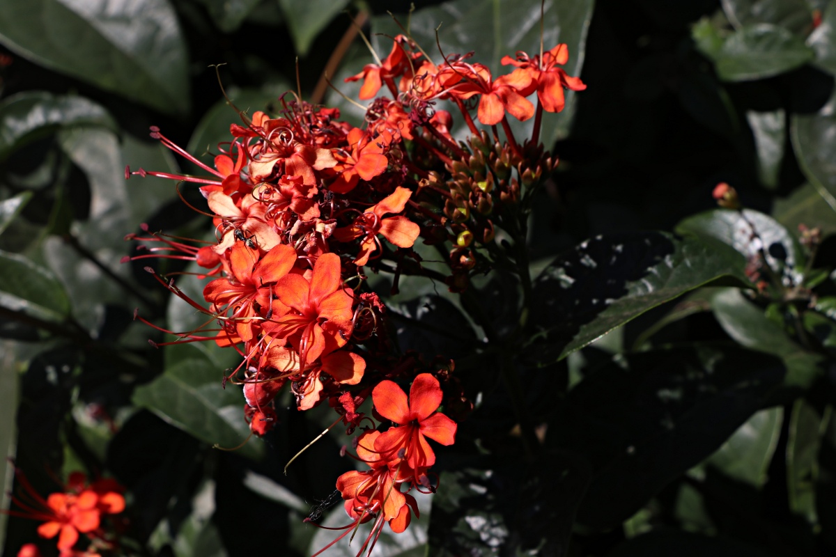 Clerodendrum splendens