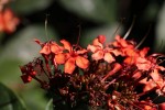 Clerodendrum splendens