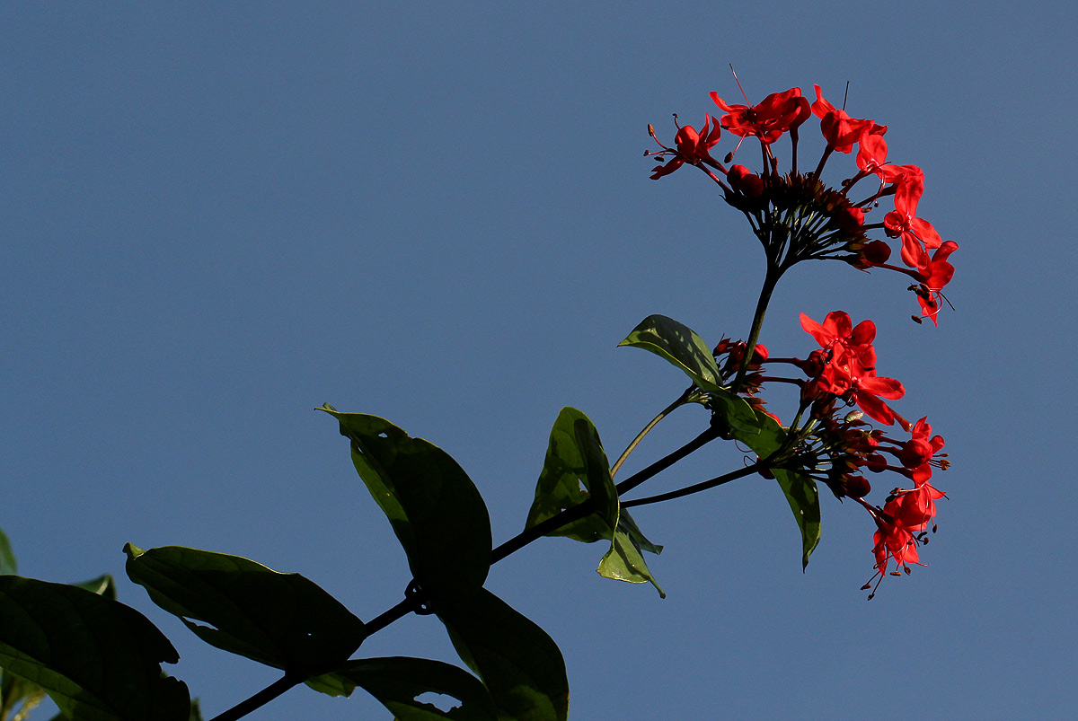 Clerodendrum splendens