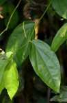 Piper guineense