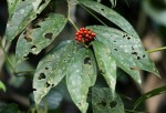 Piper guineense