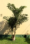 Caryota urens