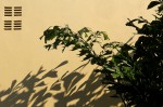 Caryota urens