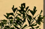 Caryota urens