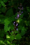 Coleus autranii